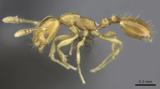 Monomorium affabile specimen CASENT0235532 image casent0235532_3