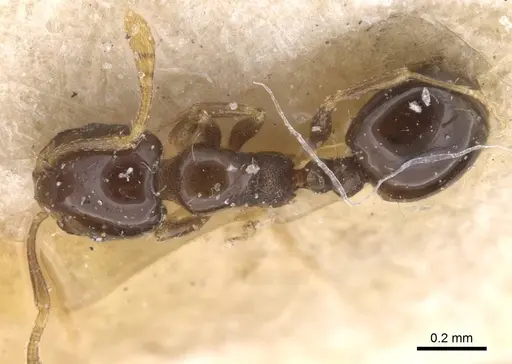 Monomorium affabile specimen CASENT0913548 image casent0913548_1