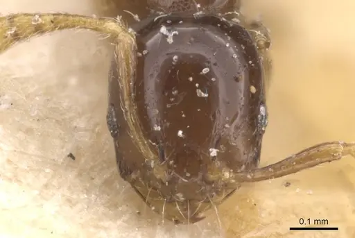 Monomorium affabile specimen CASENT0913548 image casent0913548_2