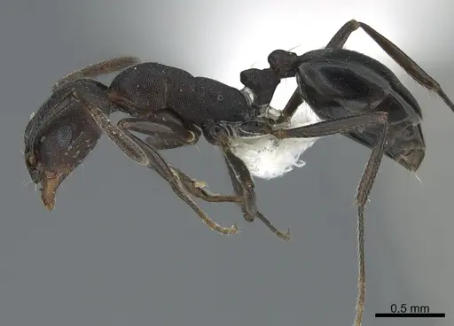 Monomorium afrum specimen CASENT0810817 image casent0810817_1