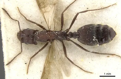 Monomorium afrum specimen CASENT0902191 image casent0902191_1