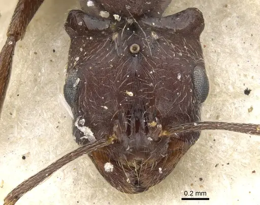Monomorium afrum specimen CASENT0902191 image casent0902191_2