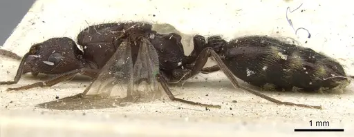 Monomorium afrum specimen CASENT0902191 image casent0902191_3