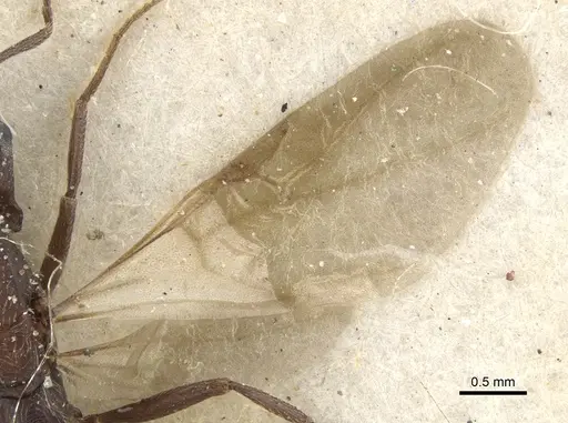 Monomorium afrum specimen CASENT0902191 image casent0902191_4
