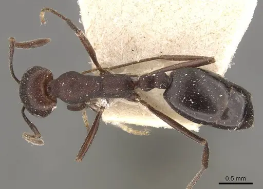 Monomorium afrum specimen CASENT0908723 image casent0908723_1