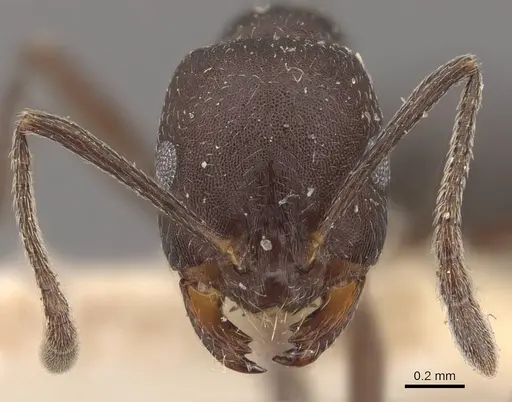 Monomorium afrum specimen CASENT0908723 image casent0908723_2