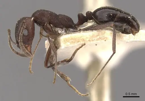 Monomorium afrum specimen CASENT0908723 image casent0908723_3