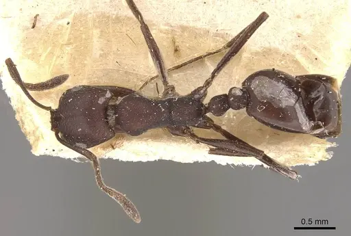 Monomorium afrum specimen CASENT0908724 image casent0908724_1