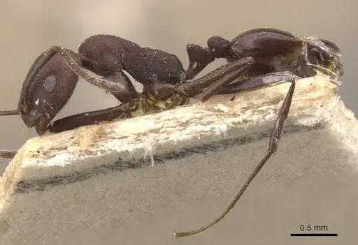 Monomorium afrum specimen CASENT0908724 image casent0908724_3