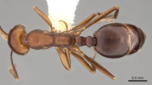 Monomorium afrum specimen CASENT0914160 image casent0914160_1