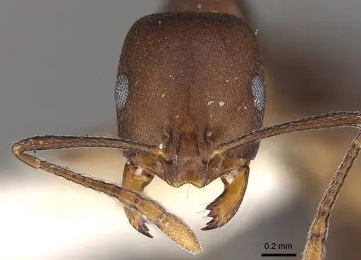 Monomorium afrum specimen CASENT0914160 image casent0914160_2