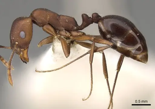 Monomorium afrum specimen CASENT0914160 image casent0914160_3