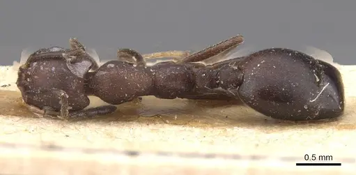 Monomorium afrum specimen CASENT0915412 image casent0915412_1