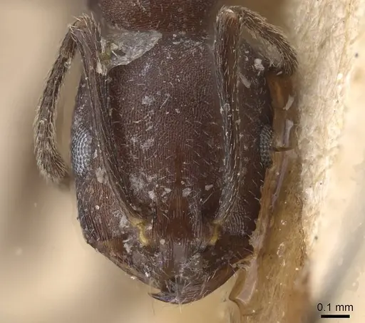 Monomorium afrum specimen CASENT0915412 image casent0915412_2