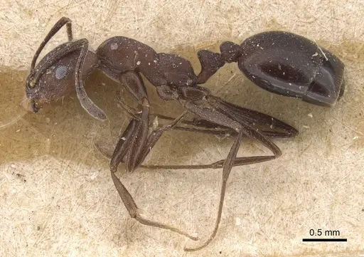 Monomorium afrum specimen CASENT0915412 image casent0915412_3