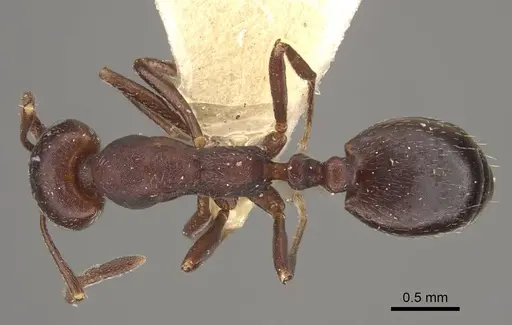 Monomorium afrum specimen CASENT0916998 image casent0916998_1