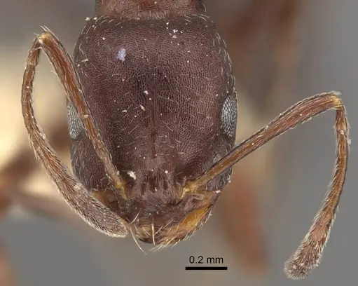 Monomorium afrum specimen CASENT0916998 image casent0916998_2