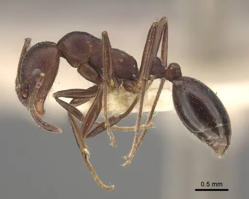 Monomorium afrum specimen CASENT0916998 image casent0916998_3