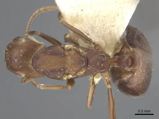 Monomorium afrum specimen CASENT0916999 image casent0916999_1