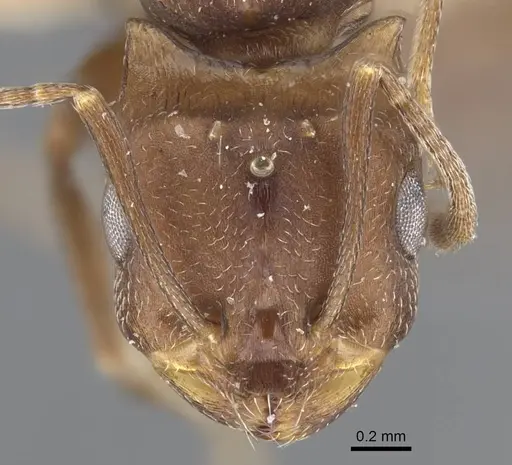 Monomorium afrum specimen CASENT0916999 image casent0916999_2