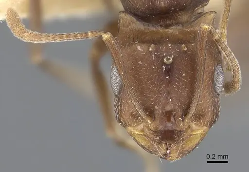 Monomorium afrum specimen CASENT0916999 image casent0916999_3