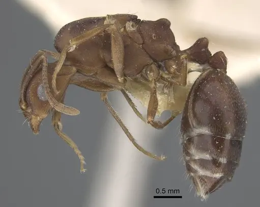 Monomorium afrum specimen CASENT0916999 image casent0916999_4