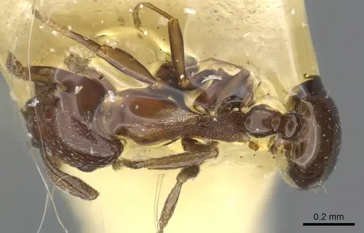 Monomorium aithoderum specimen CASENT0902287 image casent0902287_1