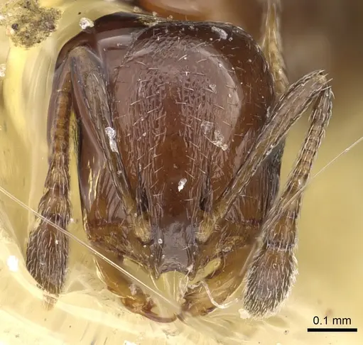 Monomorium aithoderum specimen CASENT0902287 image casent0902287_2