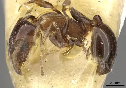 Monomorium aithoderum specimen CASENT0902287 image casent0902287_3