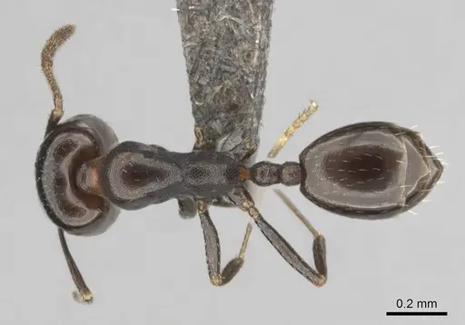 Monomorium alamarum specimen CASENT0814128 image casent0814128_1