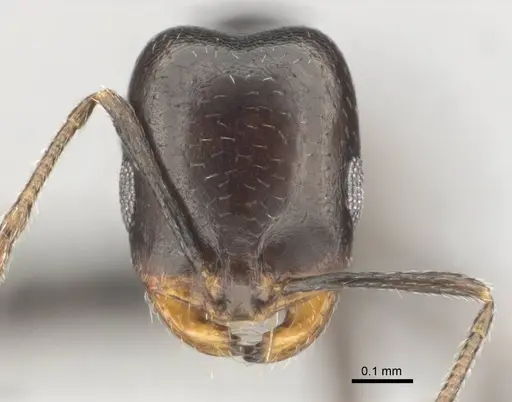 Monomorium alamarum specimen CASENT0814128 image casent0814128_2