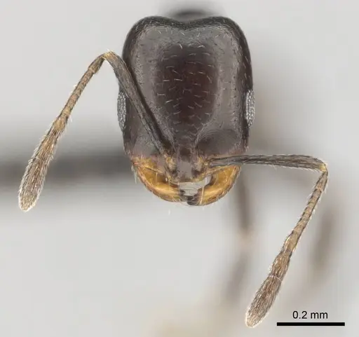 Monomorium alamarum specimen CASENT0814128 image casent0814128_3