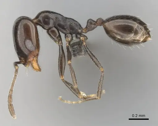 Monomorium alamarum specimen CASENT0814128 image casent0814128_4