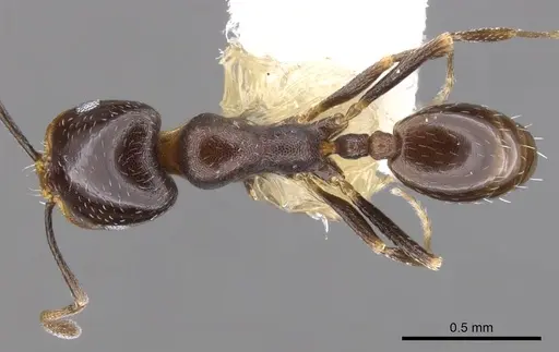Monomorium alamarum specimen CASENT0902183 image casent0902183_1