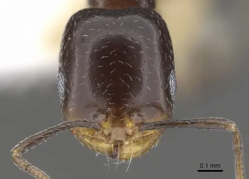 Monomorium alamarum specimen CASENT0902183 image casent0902183_2