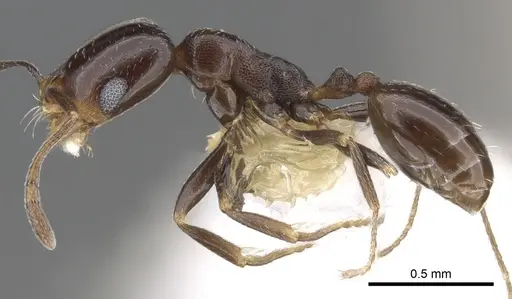 Monomorium alamarum specimen CASENT0902183 image casent0902183_3