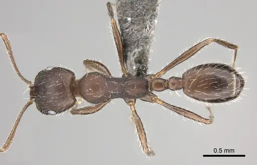 Monomorium albopilosum specimen CASENT0235920 image casent0235920_1