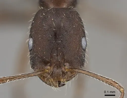 Monomorium albopilosum specimen CASENT0235920 image casent0235920_2