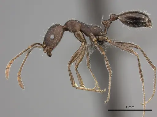 Monomorium albopilosum specimen CASENT0235920 image casent0235920_3