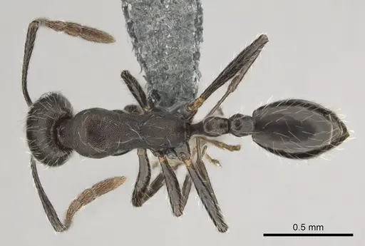 Monomorium albopilosum specimen CASENT0258880 image casent0258880_1