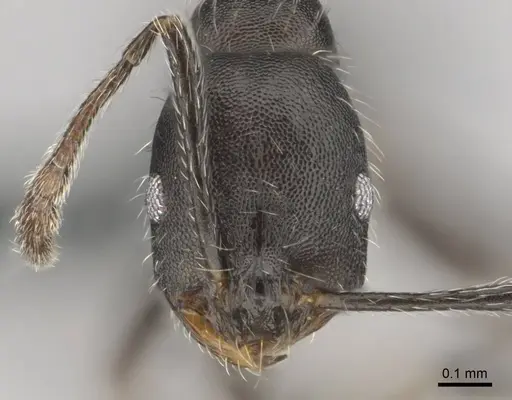 Monomorium albopilosum specimen CASENT0258880 image casent0258880_2
