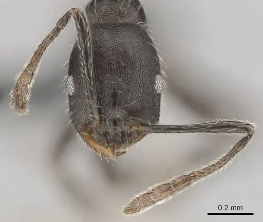 Monomorium albopilosum specimen CASENT0258880 image casent0258880_3