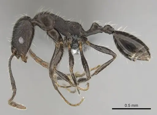 Monomorium albopilosum specimen CASENT0258880 image casent0258880_4