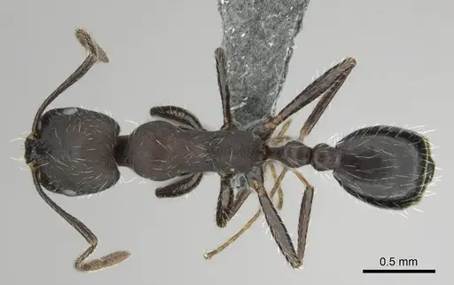 Monomorium albopilosum specimen CASENT0258902 image casent0258902_1