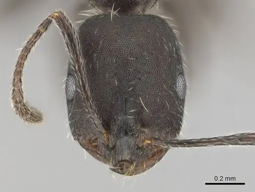 Monomorium albopilosum specimen CASENT0258902 image casent0258902_2