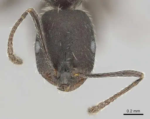 Monomorium albopilosum specimen CASENT0258902 image casent0258902_3