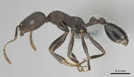 Monomorium albopilosum specimen CASENT0258902 image casent0258902_4