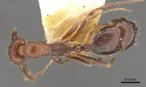 Monomorium albopilosum specimen CASENT0902192 image casent0902192_1