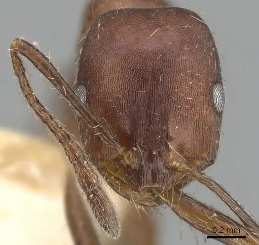 Monomorium albopilosum specimen CASENT0902192 image casent0902192_2