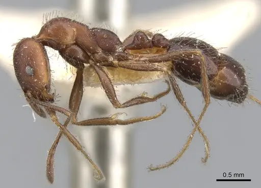 Monomorium albopilosum specimen CASENT0902192 image casent0902192_3